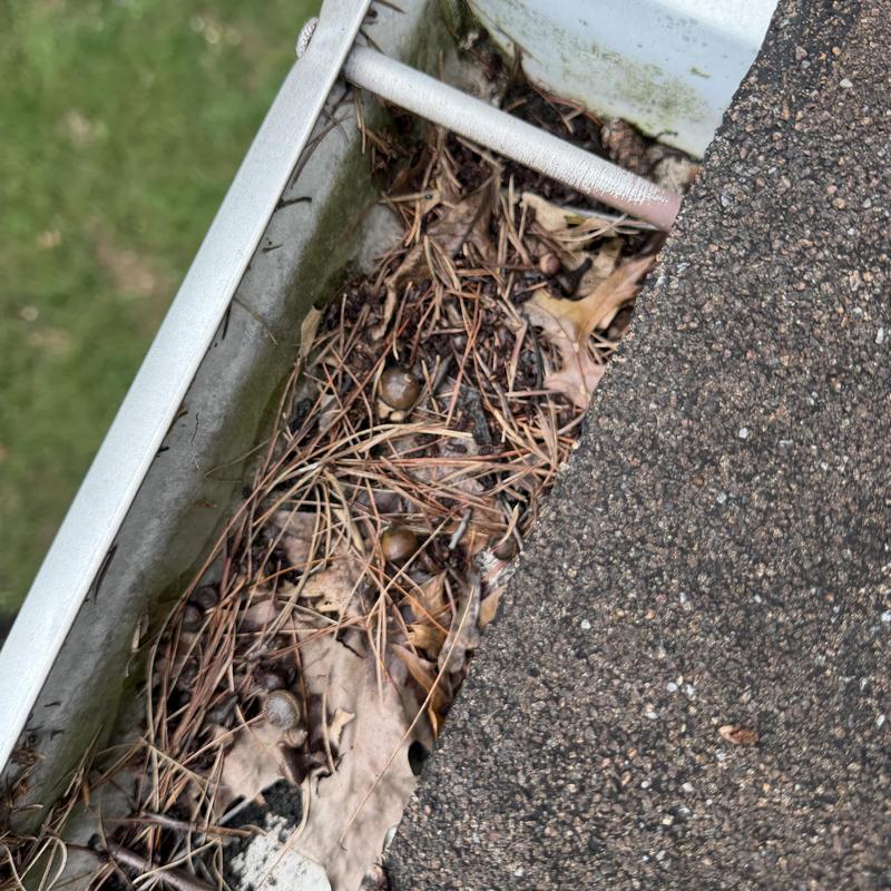 Gutter clogged with pine needles and acorns debris Gutter clogged with pine needles and acorns debris