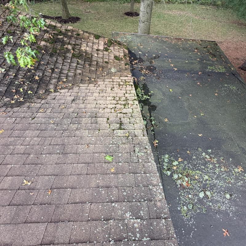 Asphalt shingle roof with moss and lichen growth Asphalt shingle roof with moss and lichen growth