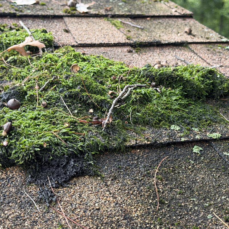 Asphalt shingle roof with heavy moss growth and debris Asphalt shingle roof with heavy moss growth and debris