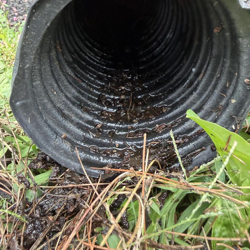 Downspout drainage pipe clogged with organic debris Downspout drainage pipe clogged with organic debris