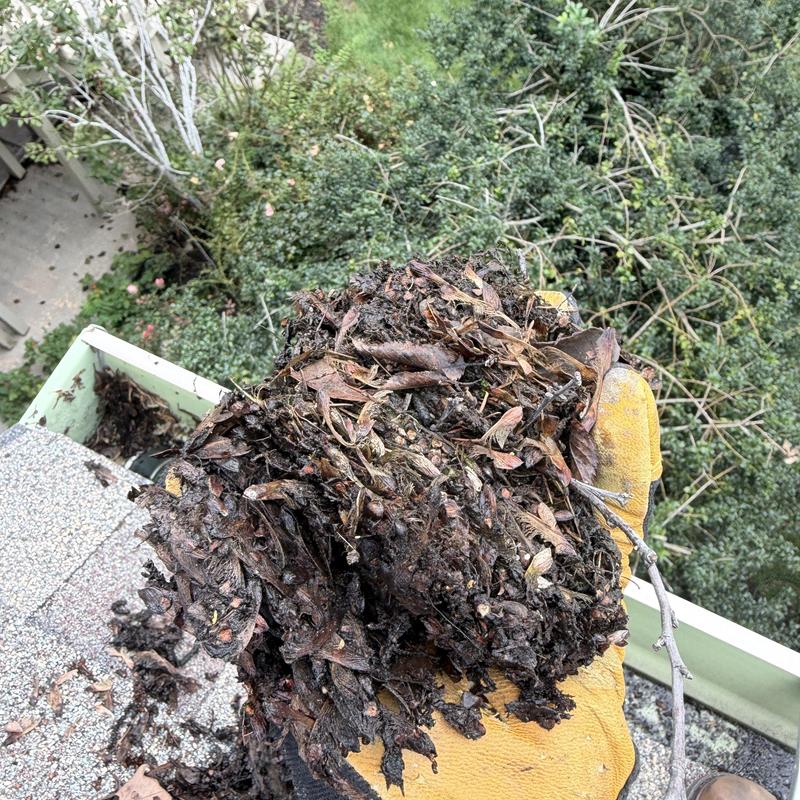 6-inch K-style gutter clogged with leaves and debris 6-inch K-style gutter clogged with leaves and debris