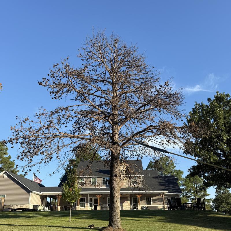 Dead tree removal near residential home