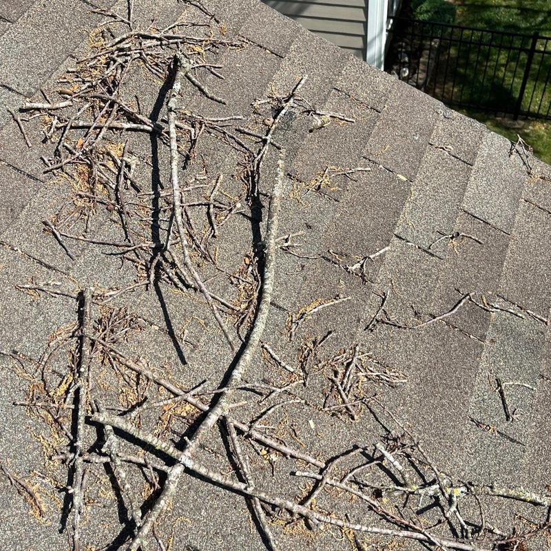 Asphalt shingle roof with debris from overhanging branches