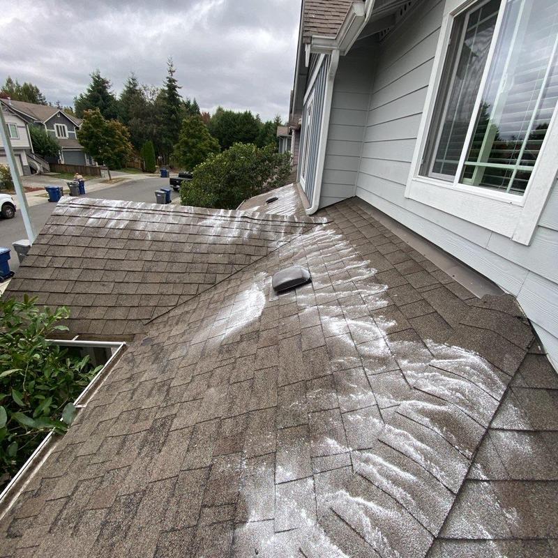 Roof shingles with moss treatment powder applied