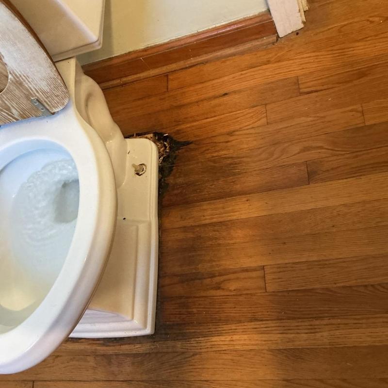 Toilet base with damaged hardwood floor near flange area Toilet base with damaged hardwood floor near flange area