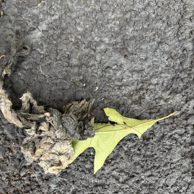 Main line clog with debris and leaf on asphalt surface Main line clog with debris and leaf on asphalt surface