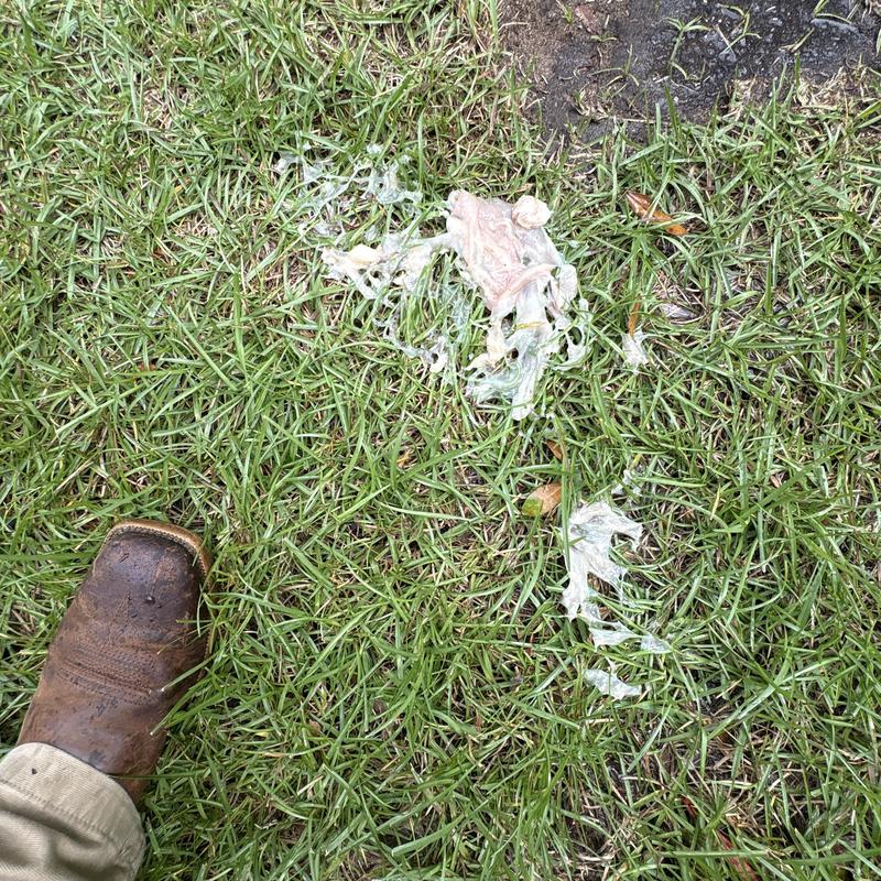 Yard grass with white foam residue and worker boot