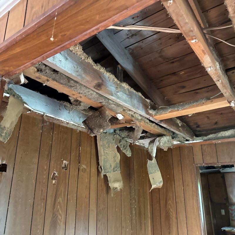 Ceiling joists with damaged drywall and insulation debris