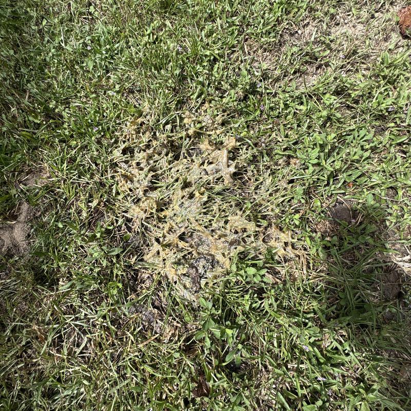 Clogged HVAC condensate drain with buildup in yard