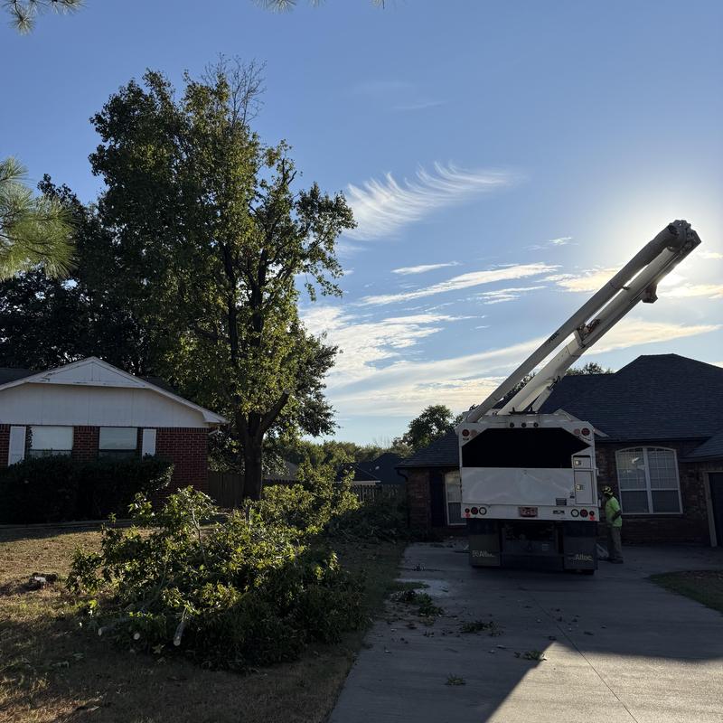 Tree limbs trimmed from house roof and siding clearance