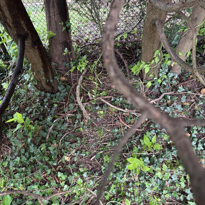 Storm drainage area with tree roots and vegetation Storm drainage area with tree roots and vegetation