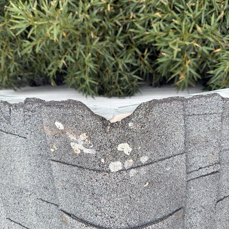 Asphalt shingle roof with hail damage and granule loss