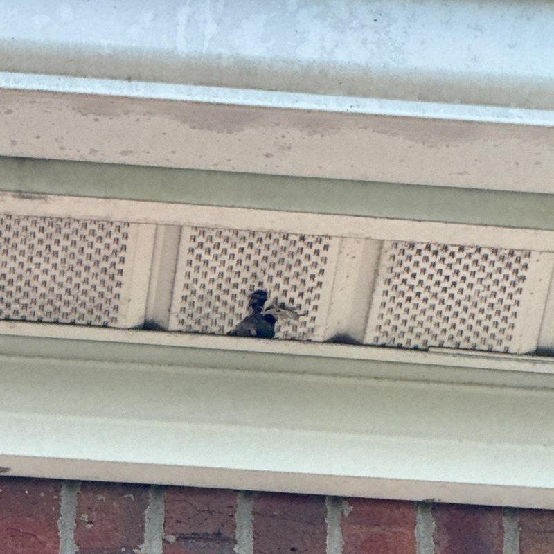 Roof soffit vent with damage and debris buildup