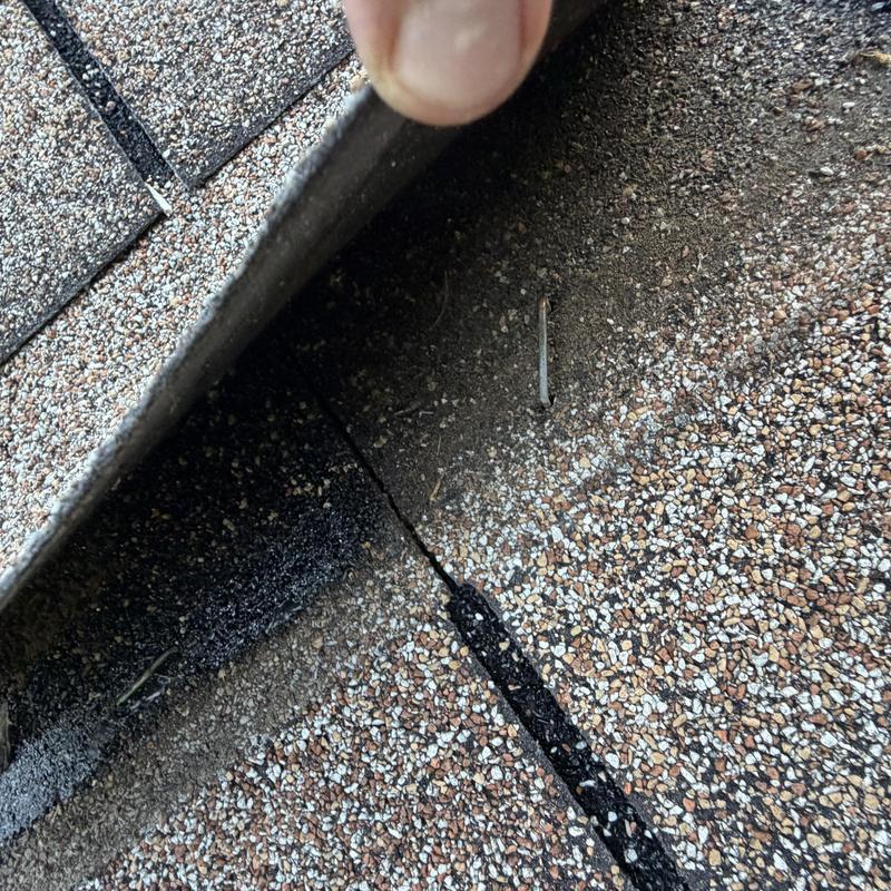 3-tab shingles with staple nails lifted on roof surface 3-tab shingles with staple nails lifted on roof surface