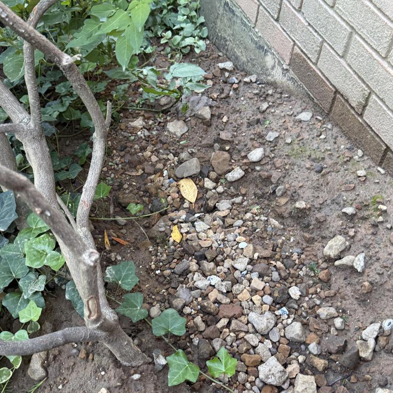 Foundation wall erosion from gutter water backup Foundation wall erosion from gutter water backup