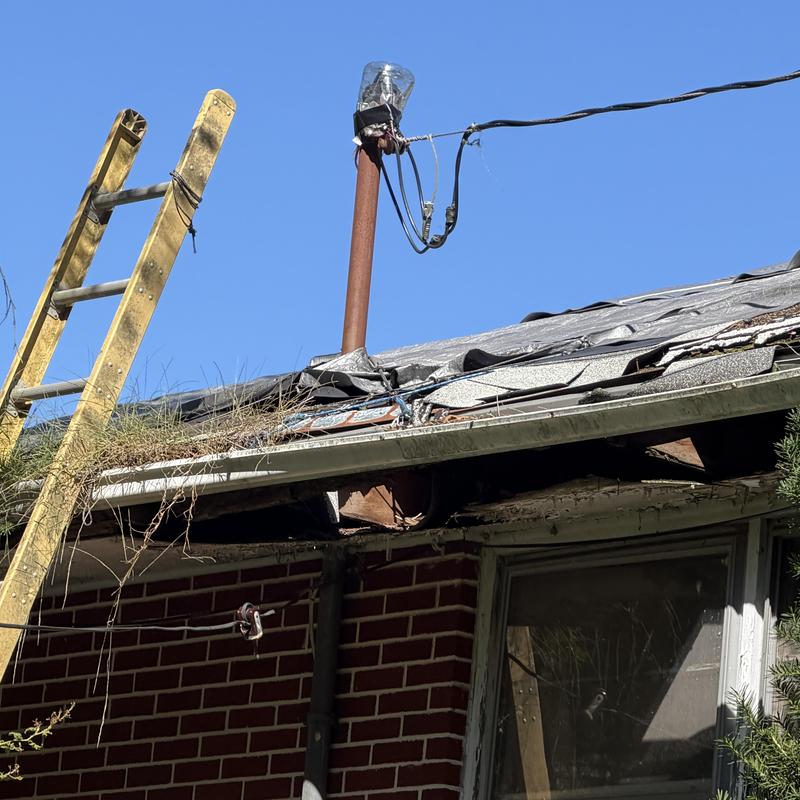 Gutter with overgrown plants and damaged roof decking Gutter with overgrown plants and damaged roof decking