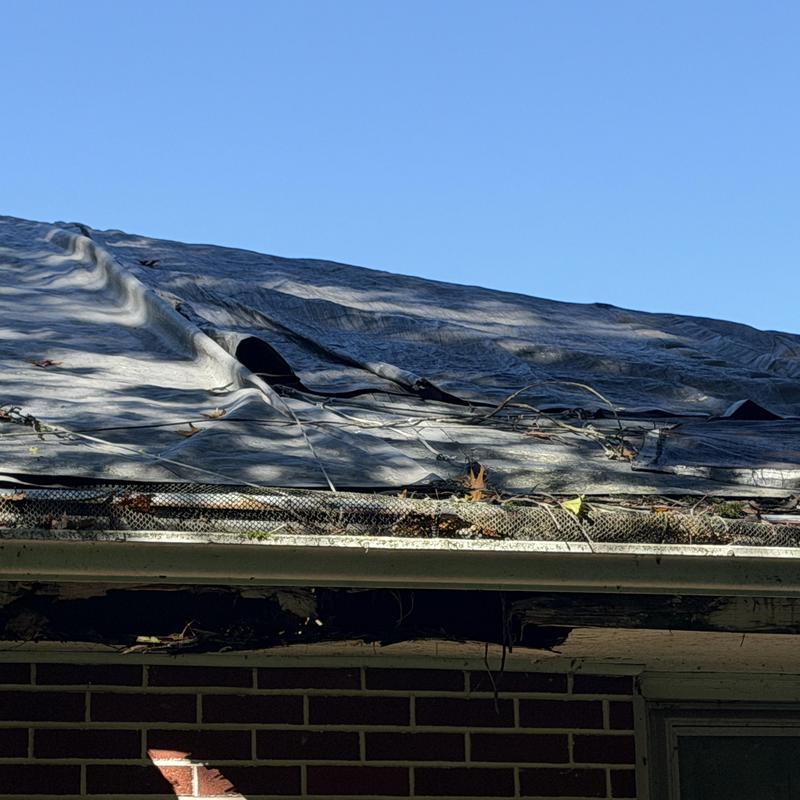 Roof tar layer damage with clogged plant-filled gutters Roof tar layer damage with clogged plant-filled gutters