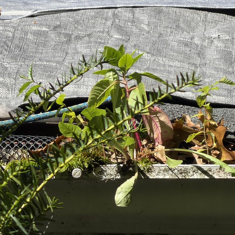 Gutter with plant overgrowth and debris buildup Gutter with plant overgrowth and debris buildup