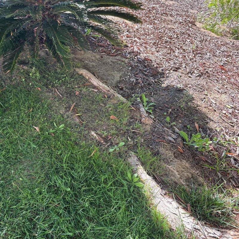 PVC irrigation line trench with exposed dirt and roots PVC irrigation line trench with exposed dirt and roots