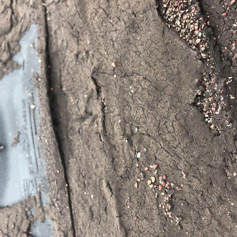 Asphalt shingle roof with granule loss and wear