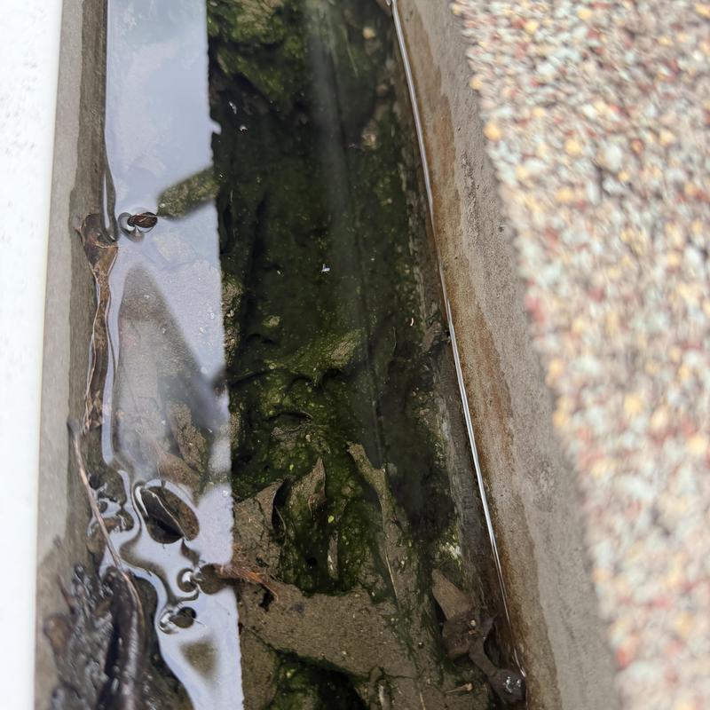 Gutter clogged with leaves and shingle granules Gutter clogged with leaves and shingle granules