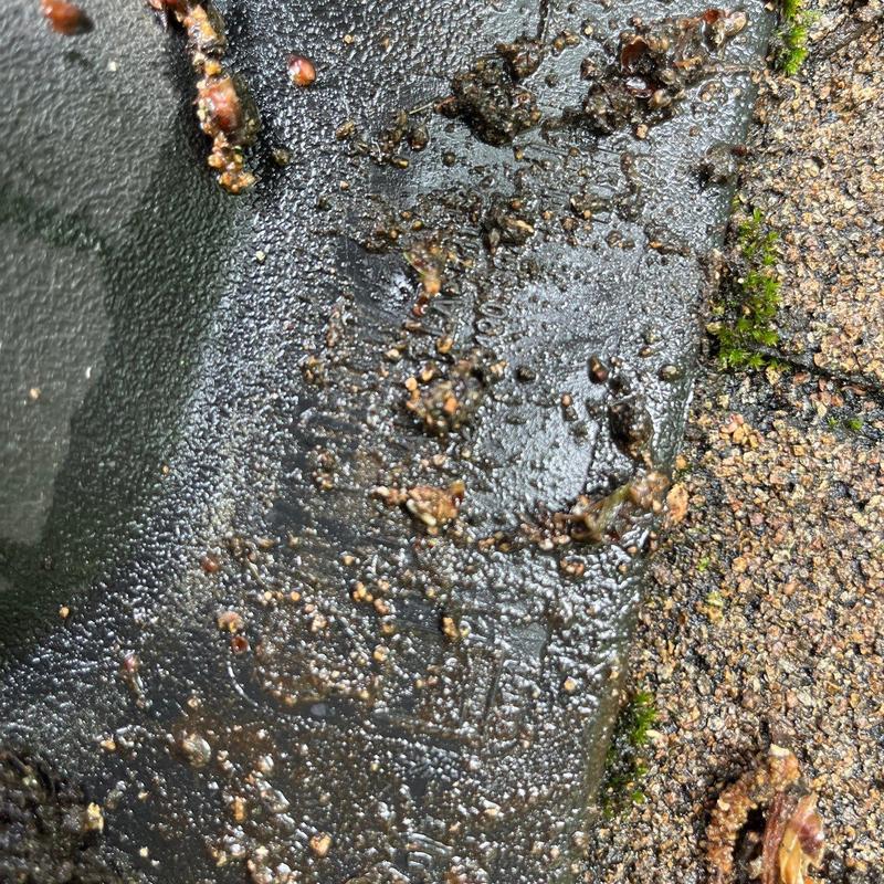 Roofing shingle surface close-up with dirt and moss buildup