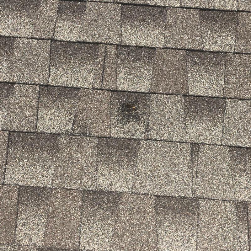 Asphalt shingle roof with hail damage spot Asphalt shingle roof with hail damage spot