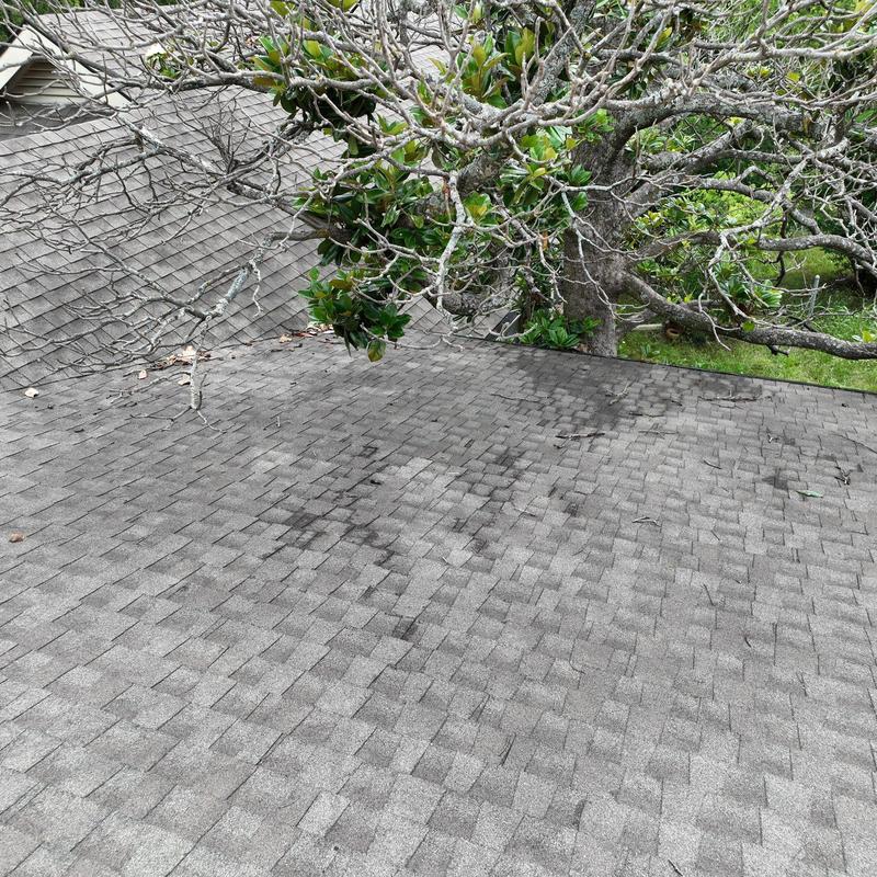 Shingle roof with hail damage near tree branches Shingle roof with hail damage near tree branches