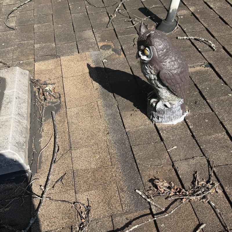 Roof shingles with owl deterrent and debris buildup Roof shingles with owl deterrent and debris buildup