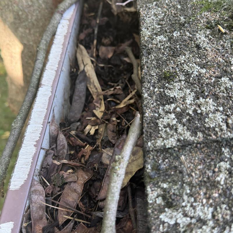 Gutter filled with leaves and debris near roof shingles Gutter filled with leaves and debris near roof shingles