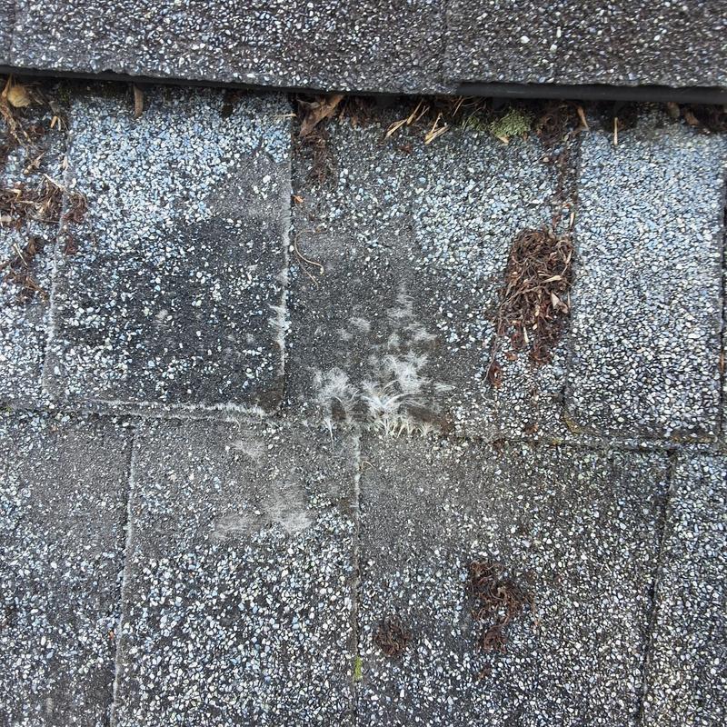 Asphalt shingle roof with wear and debris buildup Asphalt shingle roof with wear and debris buildup