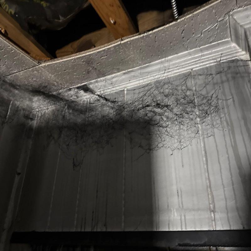 Basement ceiling with extensive spider webs and dust buildup
