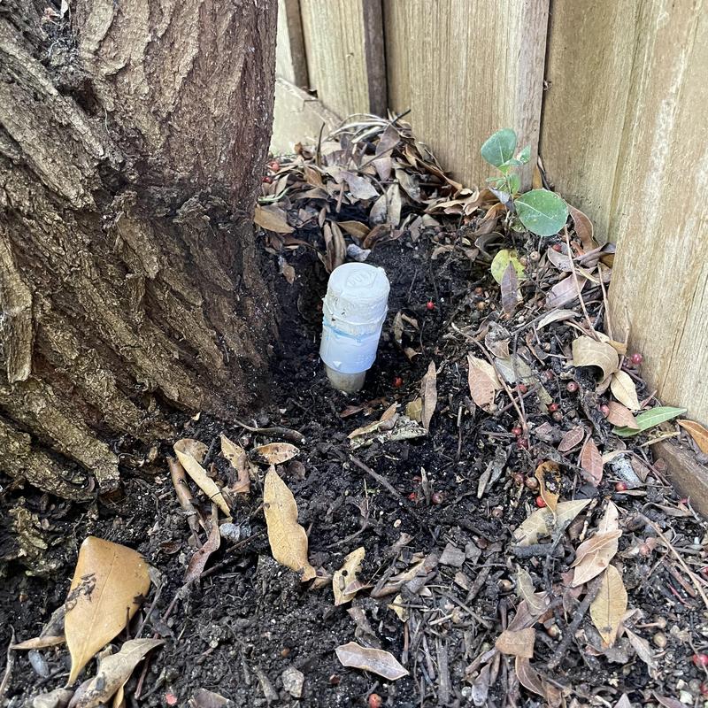 Capped outdoor PVC water line near tree and fence