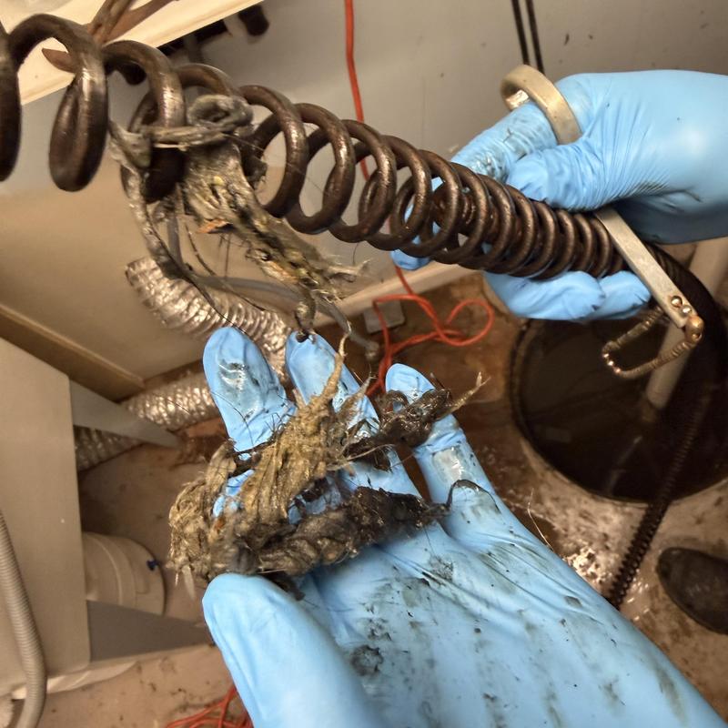 Main line sewer drain clog debris on auger cable Main line sewer drain clog debris on auger cable
