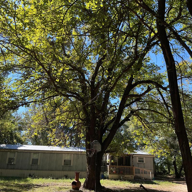 Large mulberry tree near trailer home and basketball hoop