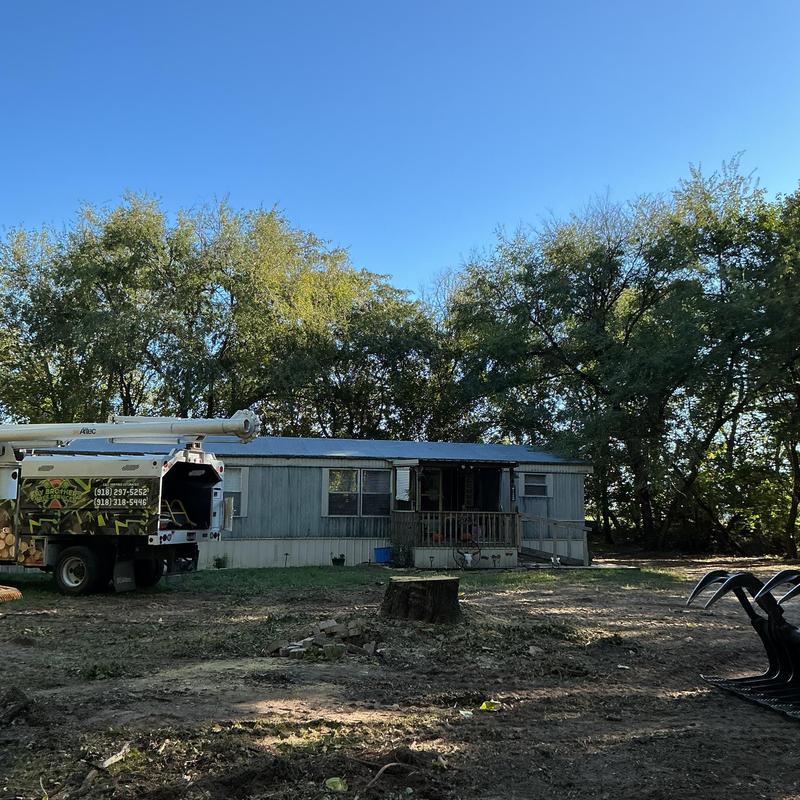 Mulberry tree stump removal with tree service truck