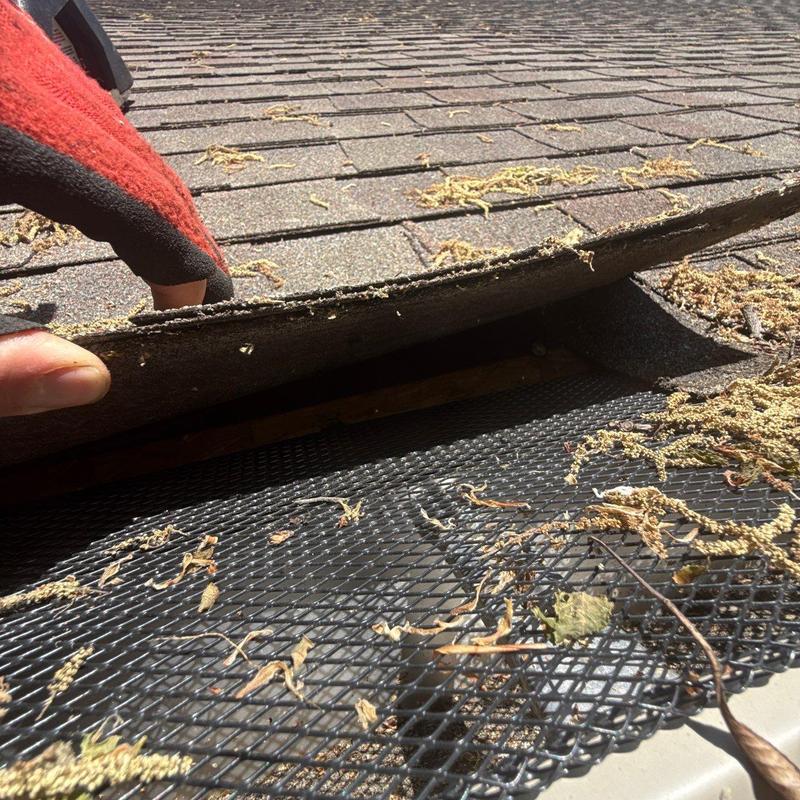 Asphalt roof shingles lifted during gutter guard inspection