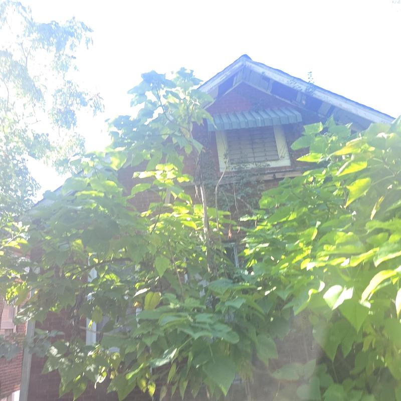 Roof decking and fascia board overgrown with vegetation