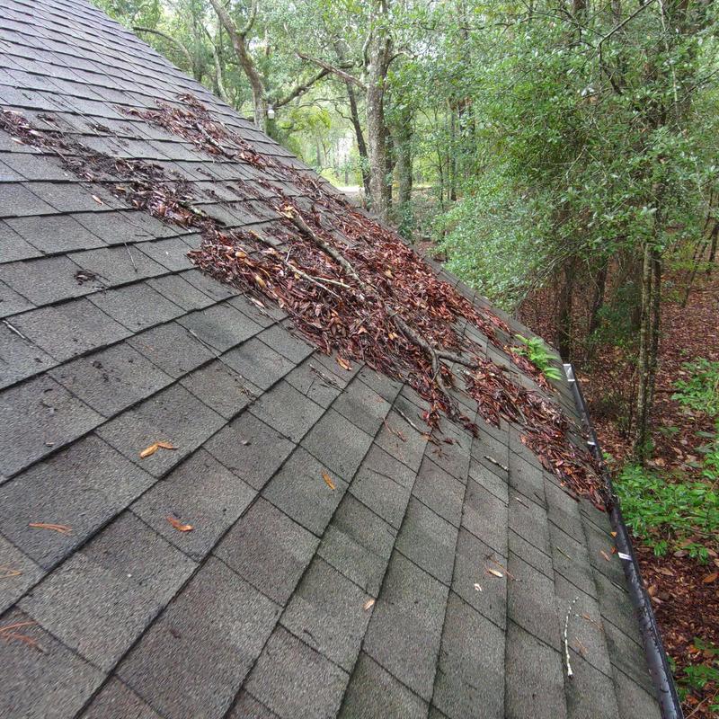Asphalt shingle roof with tree debris buildup