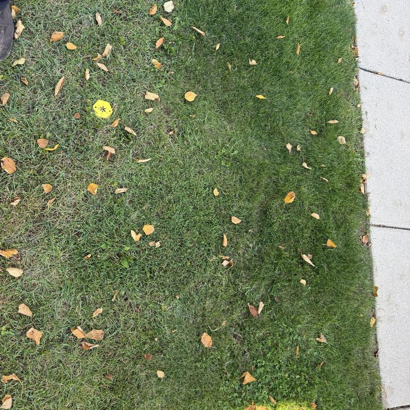 Main drain access cover on grassy lawn near sidewalk