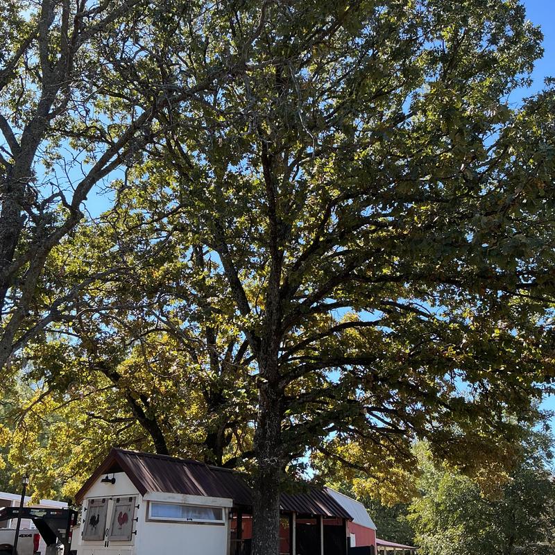 Large oak tree trimming with bucket truck in Fort Gibson