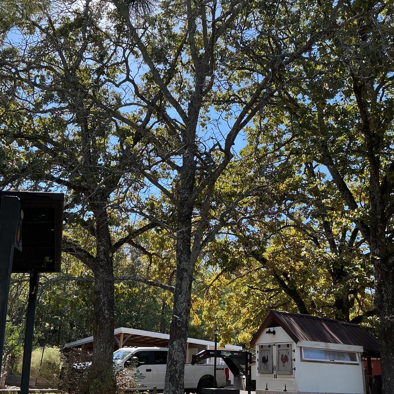 Mature oak trees trimming and removal with equipment