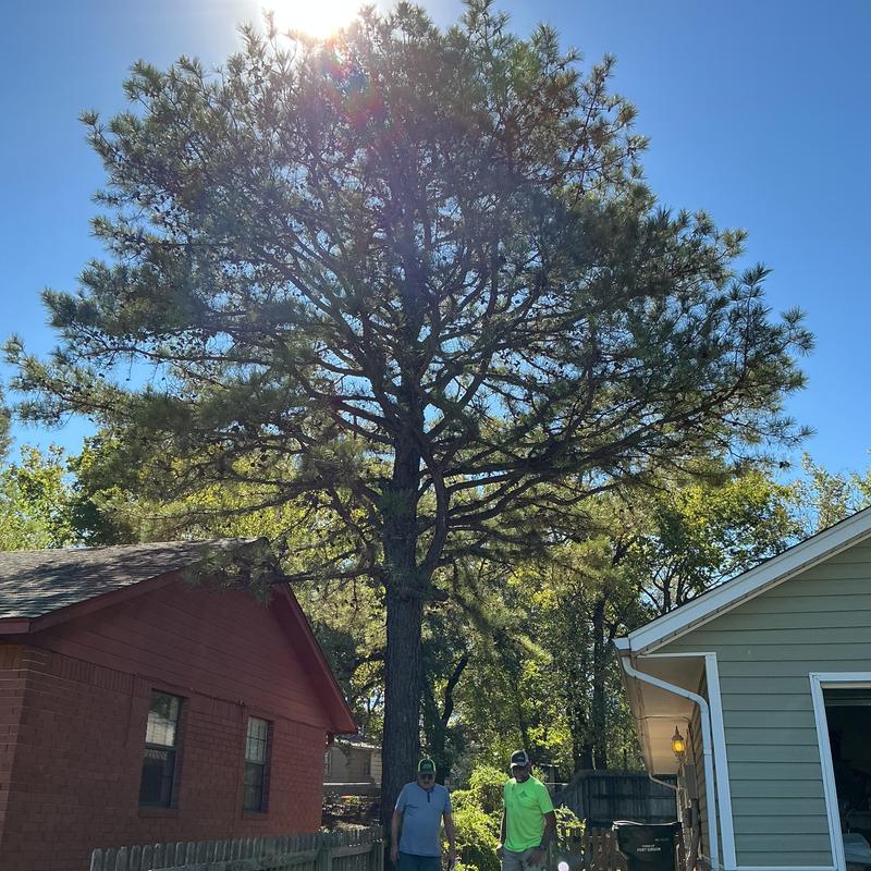 Pine tree next to two houses before trimming