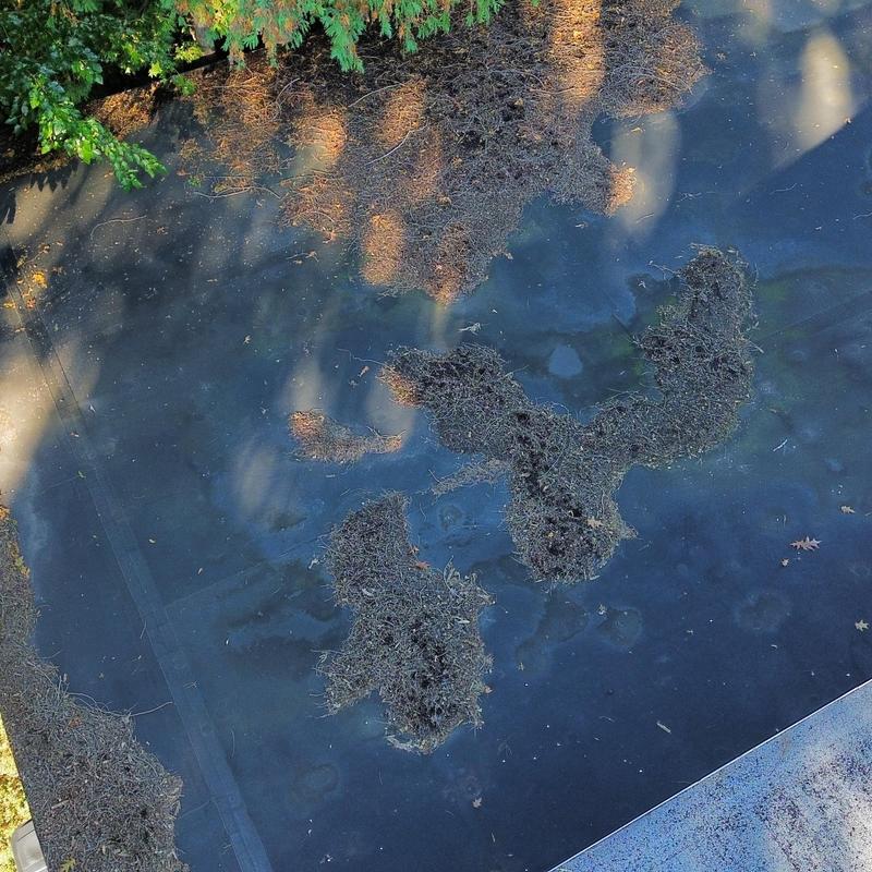 EPDM rubber roof with debris buildup from trees EPDM rubber roof with debris buildup from trees