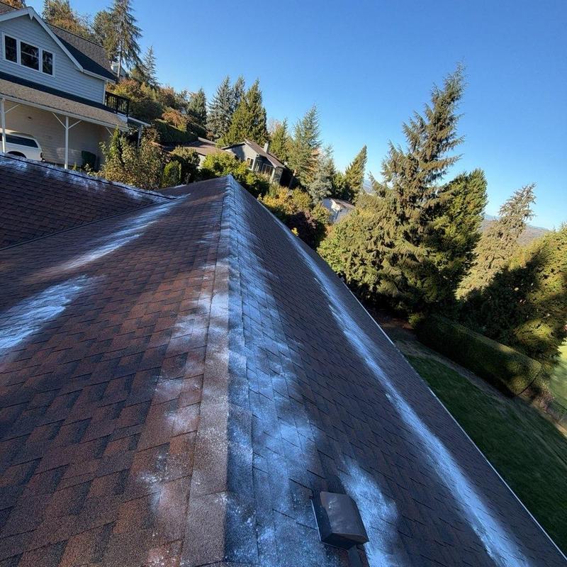 Roof shingles with moss treatment applied in Monroe, WA