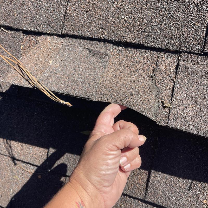 Asphalt roof shingles with lifted edge and missing granules
