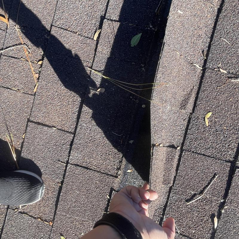 Asphalt shingles with lifted edges and gaps